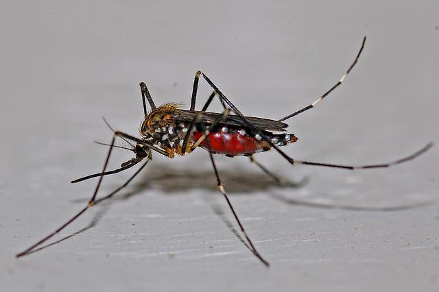 Comment prévenir la transmission du virus Zika ?